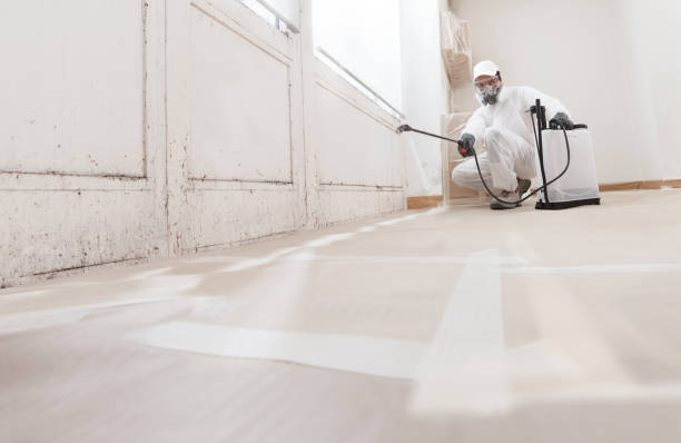 Black mold remediation team in Belle Mead